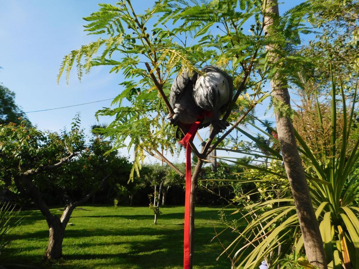 Villa Delle Vacanze Fiumefreddo di Sicilia Ngoại thất bức ảnh